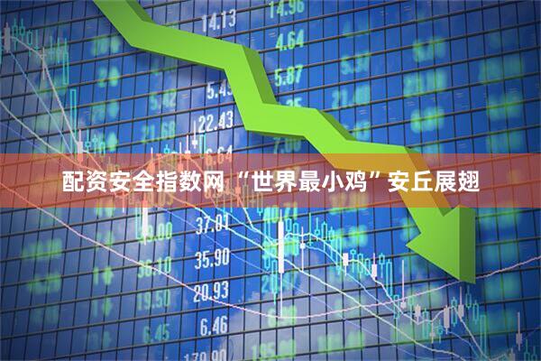配资安全指数网 “世界最小鸡”安丘展翅